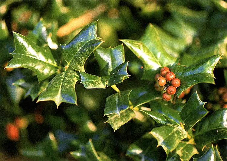Chinese Holly (Ilex Cornuta) — though it prefers well-drained