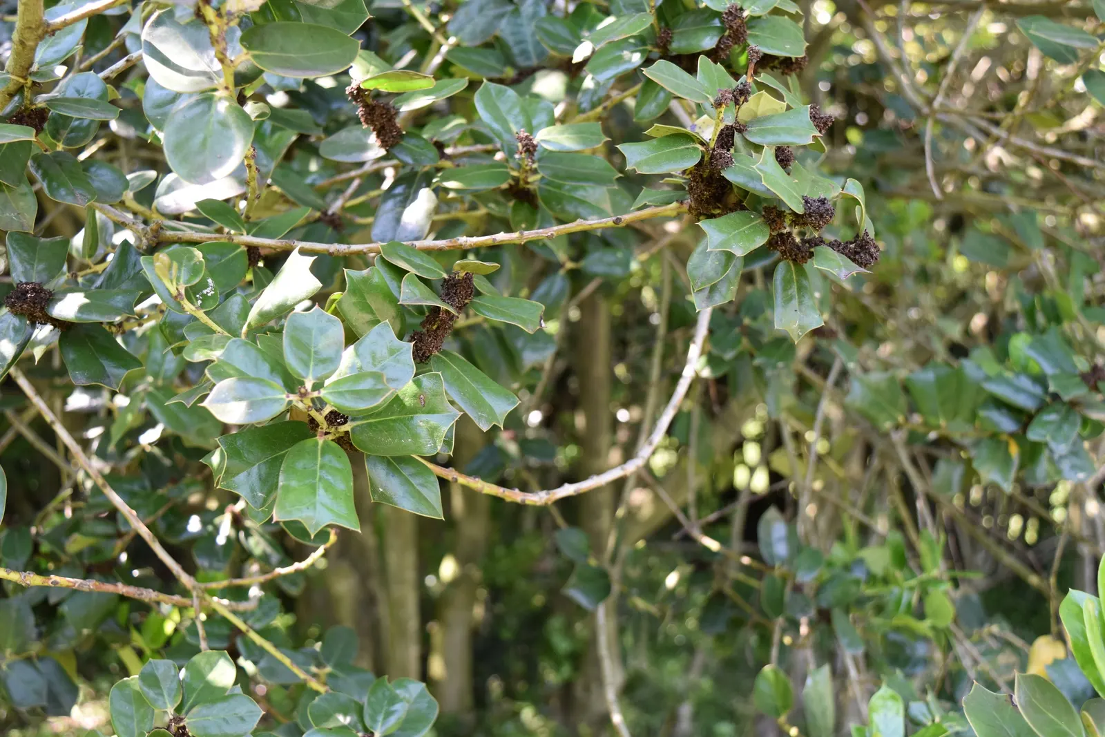 Chinese Holly (Ilex Cornuta) — is a robust evergreen shrub renowned for its distinctive glossy