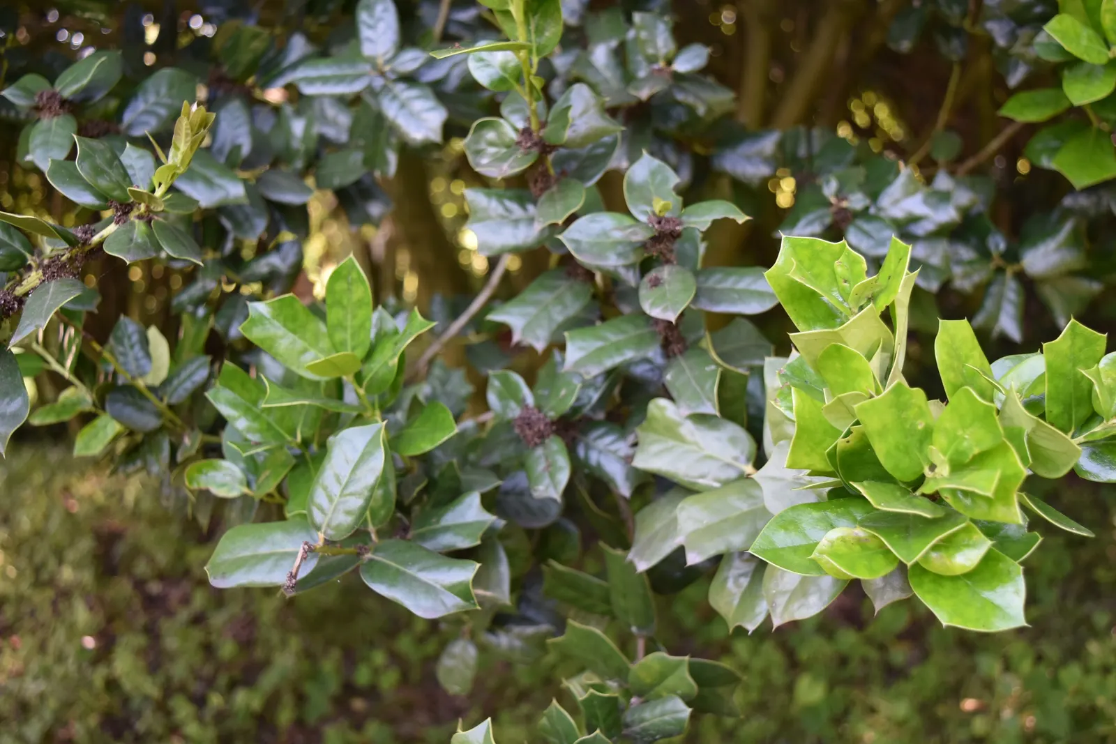 Chinese Holly (Ilex Cornuta) — Chinese Holly can reach a height of 8 to 15 feet with a spread of 10 to 12 feet; when designing a landscape, it's important to