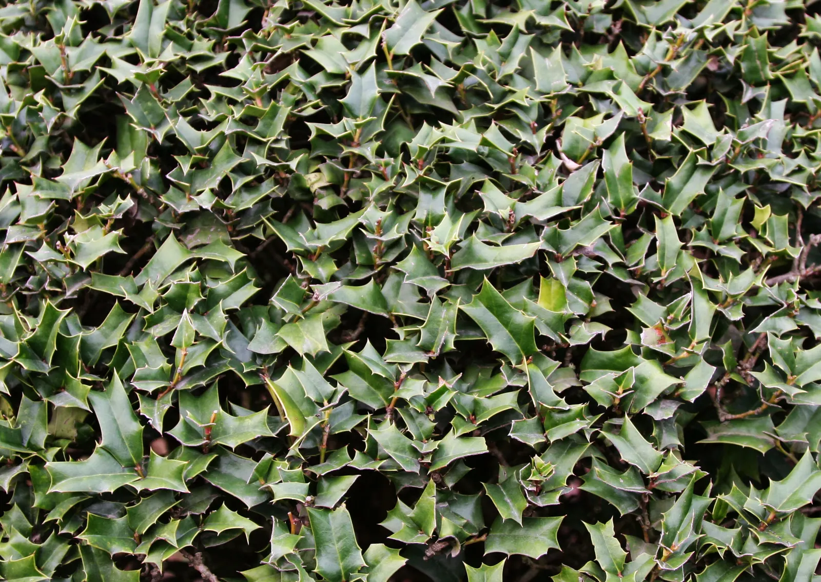 Chinese Holly (Ilex Cornuta) — The Chinese Holly (Ilex cornuta) is an evergreen shrub with a dense, rounded form; bright red berries add winter interest and