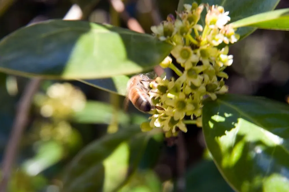 Chinese Holly (Ilex Cornuta) — is a robust evergreen shrub renowned for its distinctive glossy; aptly reflecting its species name 'cornuta,' meaning