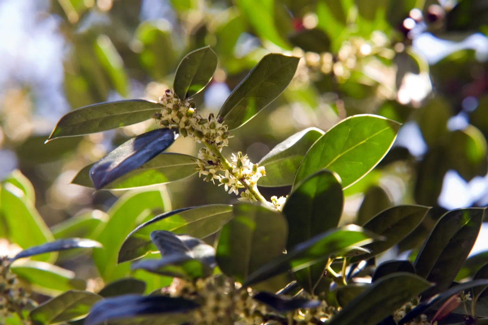 Chinese Holly (Ilex Cornuta) — dark green foliage and its ability to create an impenetrable hedge