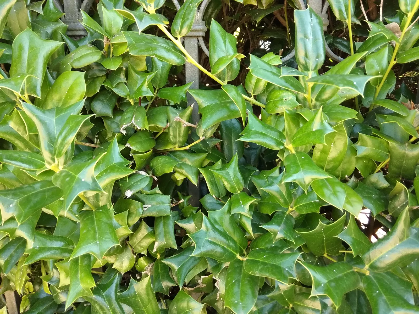 Chinese Holly (Ilex Cornuta) — Bright red berries add winter interest and attract wildlife; regular watering during its initial growth period is advisable to