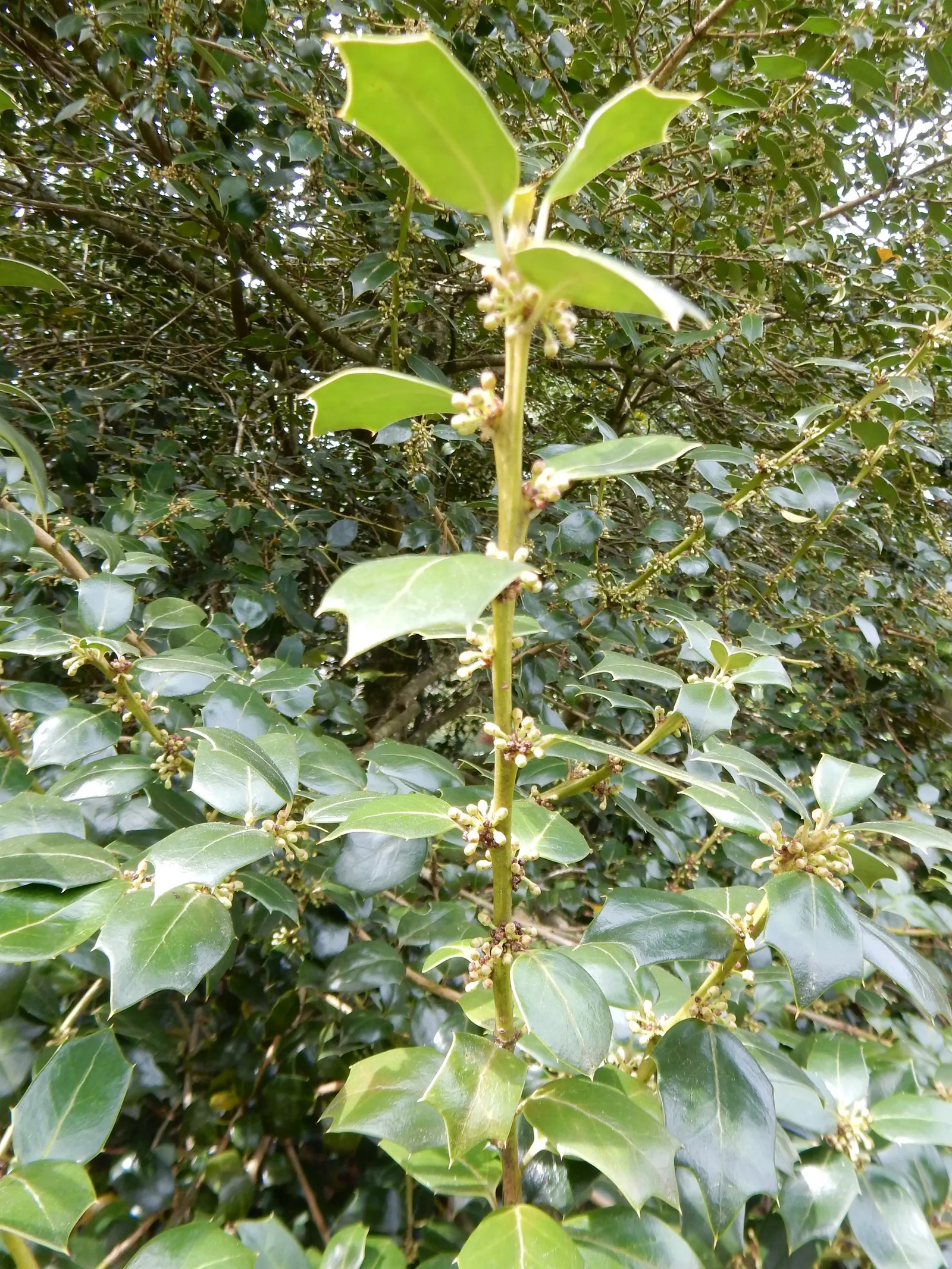 Chinese Holly (Ilex Cornuta) — or for hedges and privacy screens