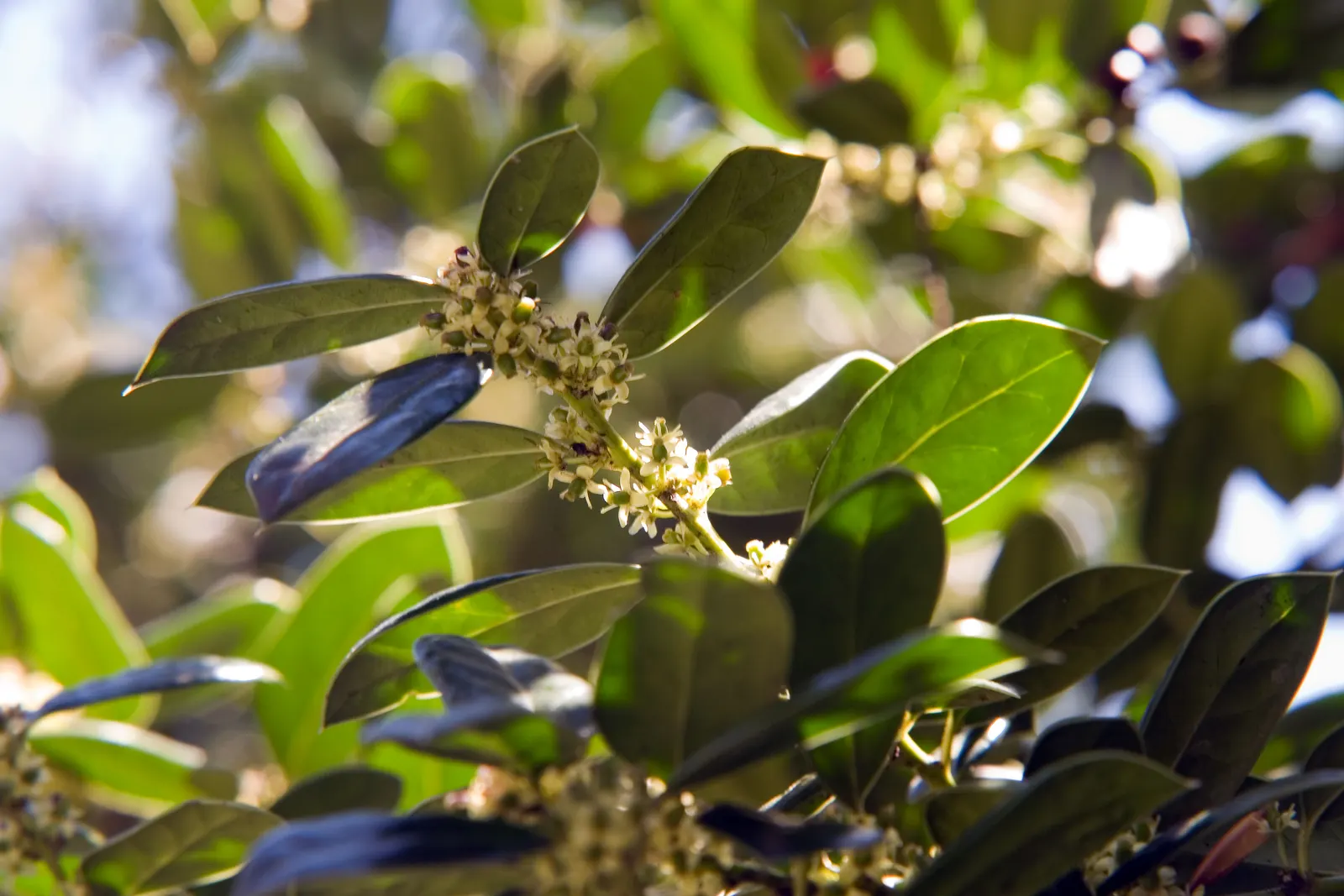 Chinese Holly (Ilex Cornuta) — Pruning is seldom necessary but can be done to maintain a desired shape or size