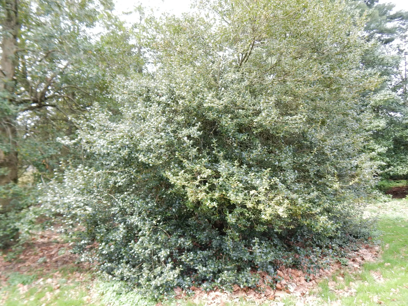 Chinese Holly (Ilex Cornuta) — Bright red berries add winter interest and attract wildlife
