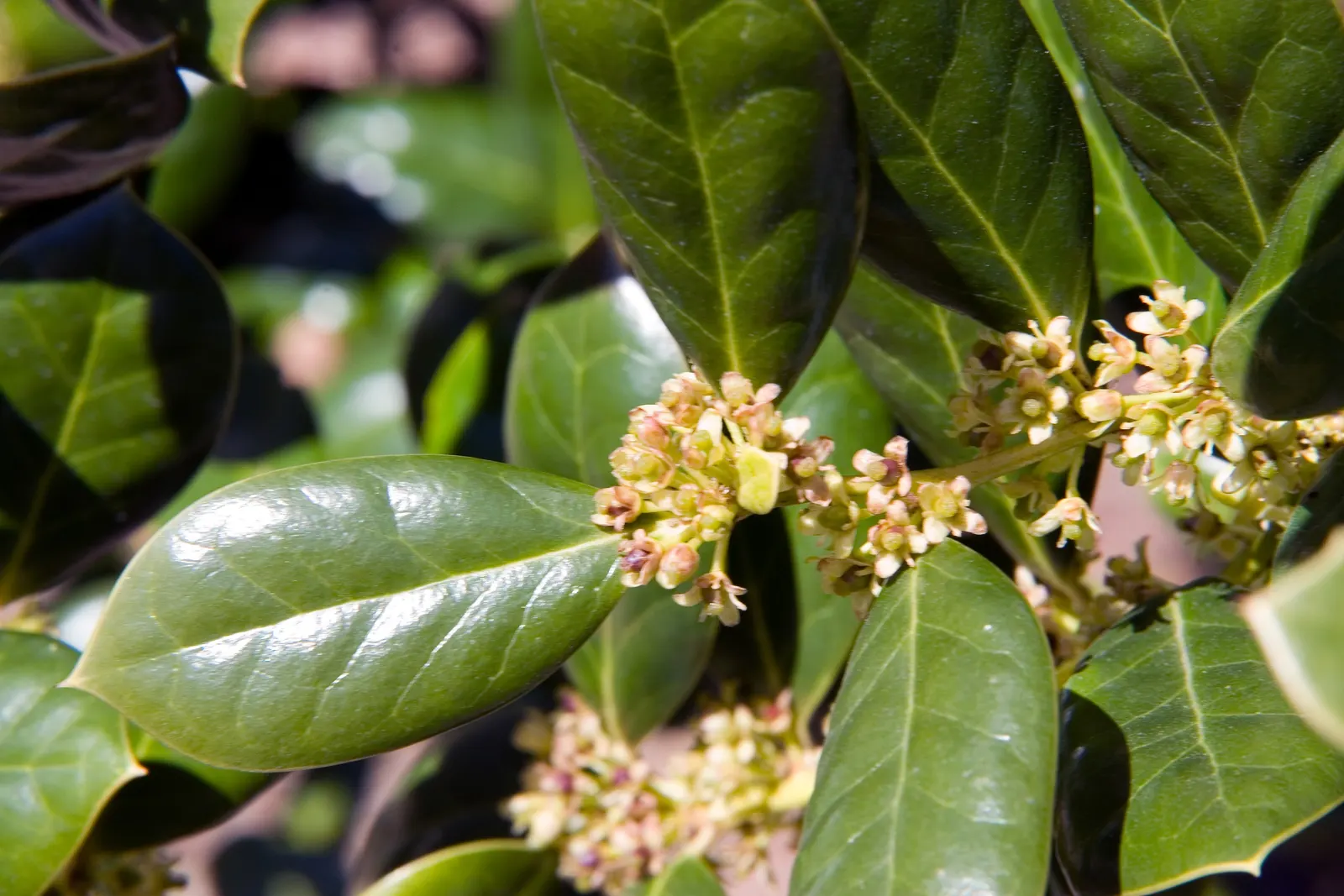 Chinese Holly (Ilex Cornuta) — attracting birds and other wildlife; dark green foliage and its ability to create an impenetrable hedge