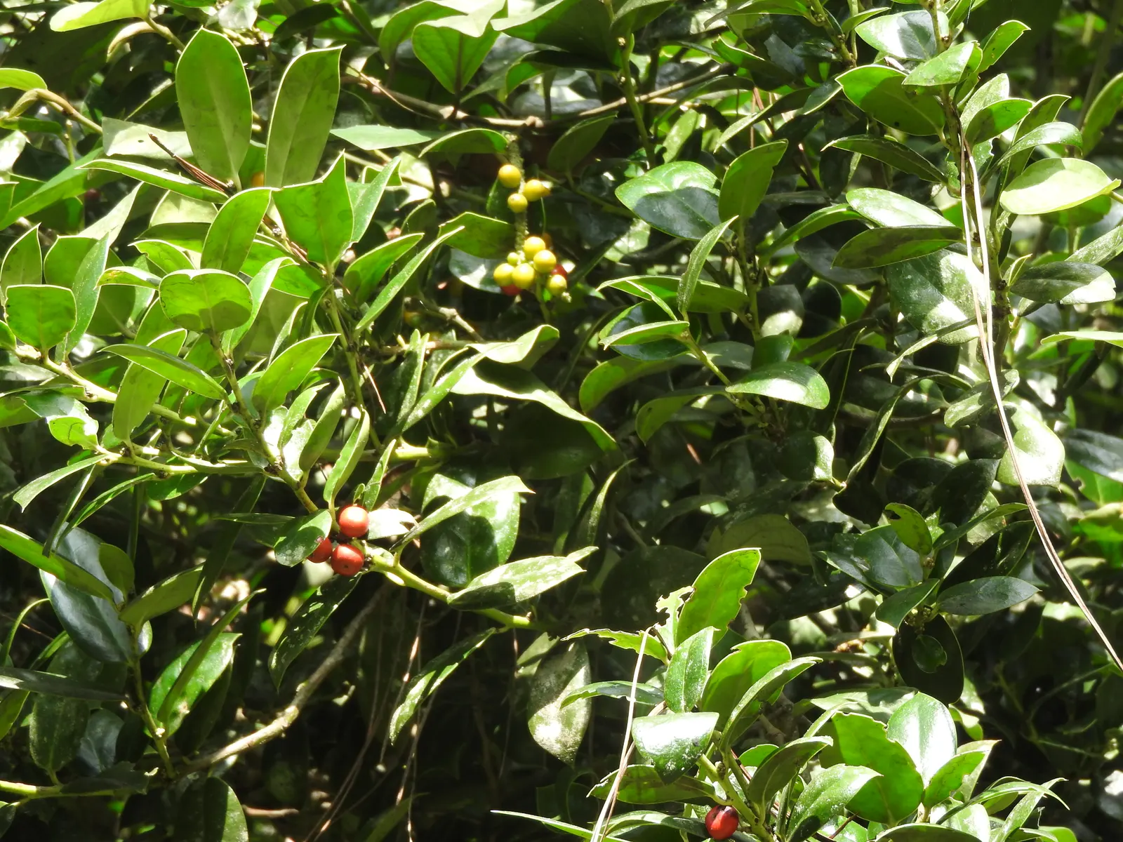 Chinese Holly (Ilex Cornuta) — The Chinese Holly (Ilex cornuta) is an evergreen shrub with a dense, rounded form