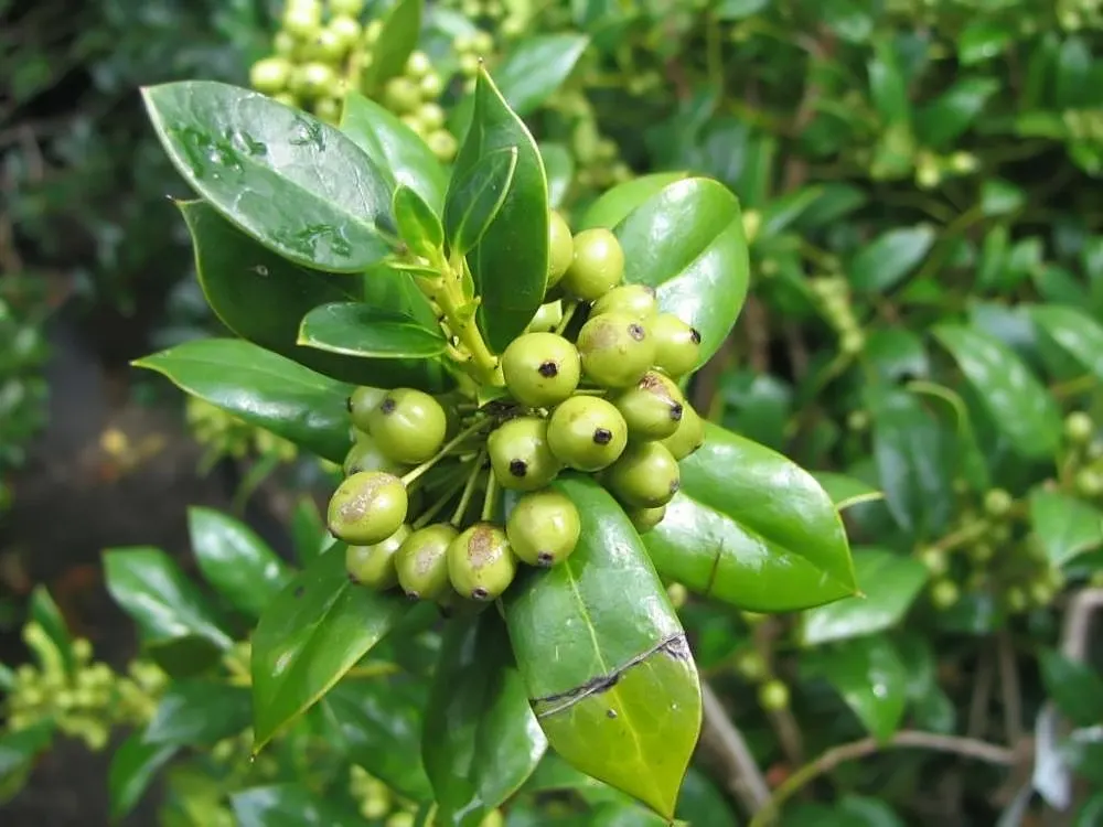 Chinese Holly (Ilex Cornuta) — this holly variety boasts a unique shape with spiny margins resembling horns; it typically reaches 8‚Äì15 feet in height and