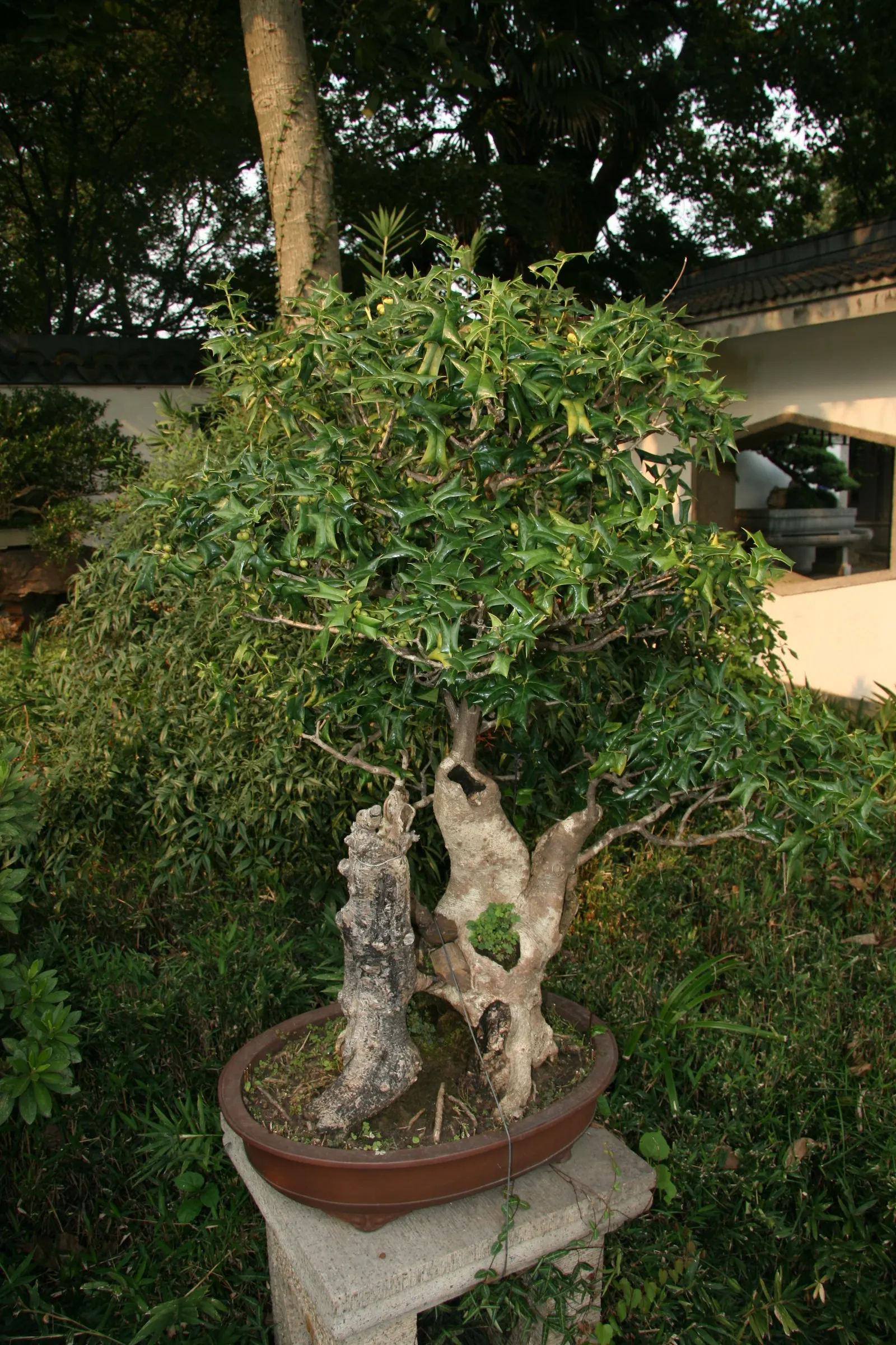 Chinese Holly (Ilex Cornuta) — Noted for its glossy, dark green leaves with distinctive spiny margins, it bears small white flowers in spring