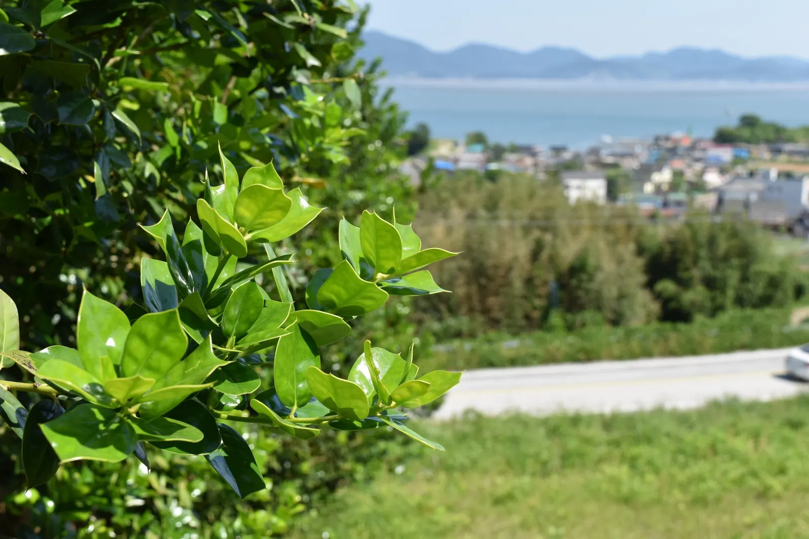 Chinese Holly (Ilex Cornuta) — aptly reflecting its species name 'cornuta,' meaning horned.<br><br>As a landscape architect assistant