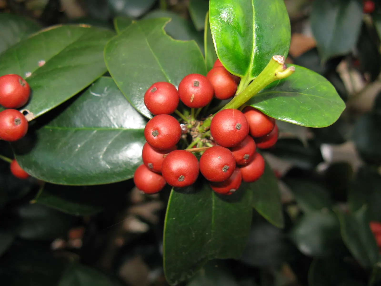 Chinese Holly (Ilex Cornuta) — This hardy plant prefers well-drained soil in full sun to part shade and is resistant to deer and drought; noted for its glossy