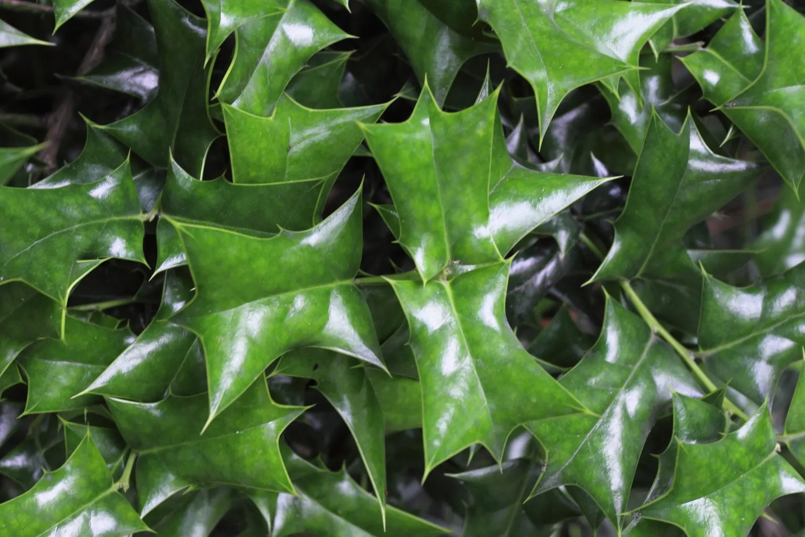 Chinese Holly (Ilex Cornuta) — dark green foliage and its ability to create an impenetrable hedge; bright red berries provide a vibrant contrast to its foliage