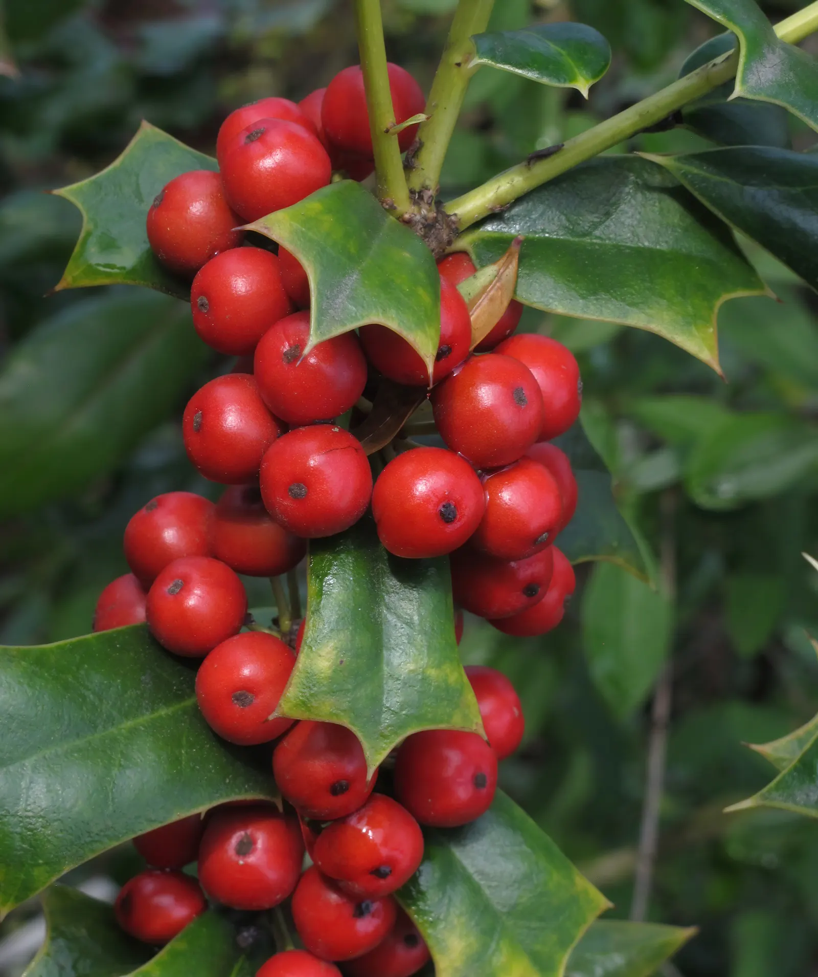 Chinese Holly (Ilex Cornuta) — These berries also add an endearing festive touch during the holiday season.<br><br>Typically; though it prefers well-drained