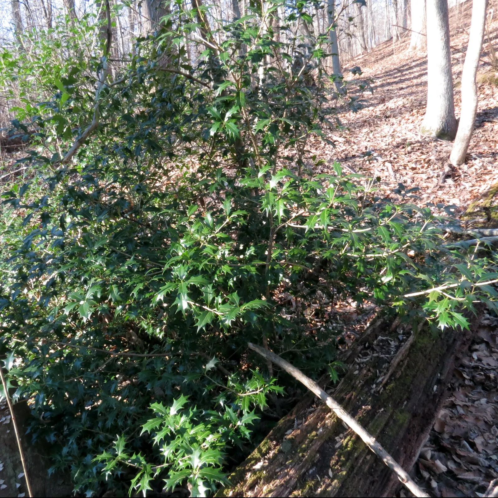 Chinese Holly (Ilex Cornuta) — bright red berries provide a vibrant contrast to its foliage