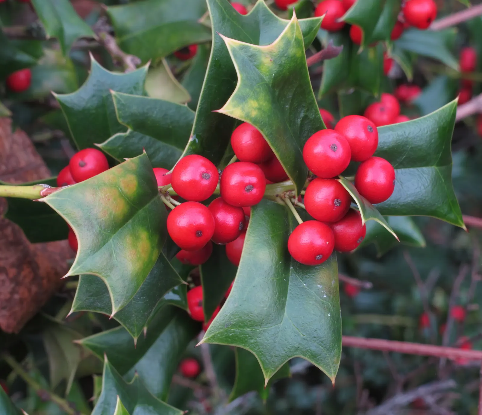 Chinese Holly (Ilex Cornuta) — bright red berries provide a vibrant contrast to its foliage; shrub / tree for full or half