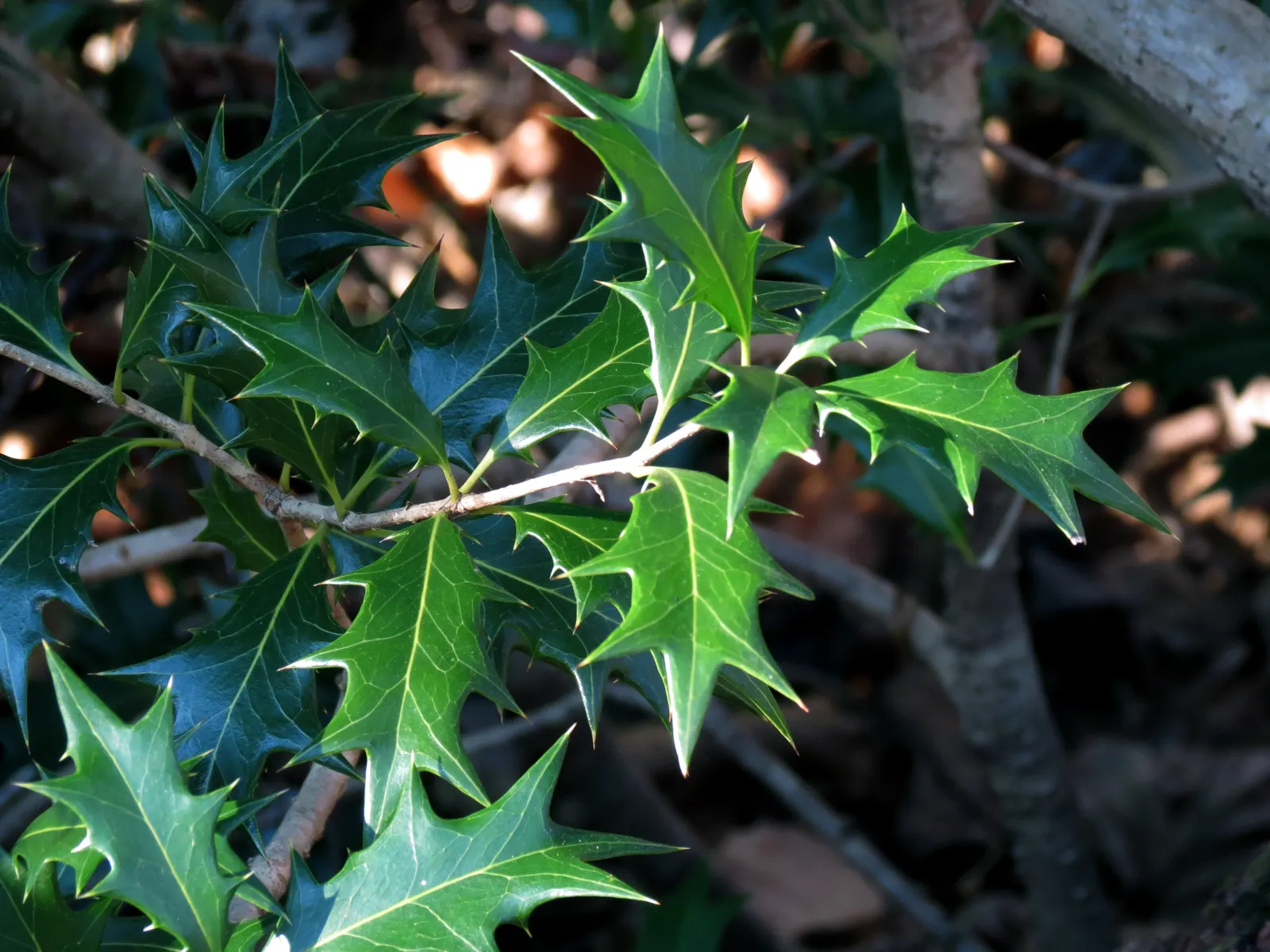 Chinese Holly (Ilex Cornuta) — The Chinese Holly thrives in USDA Hardiness Zones 7 through 9