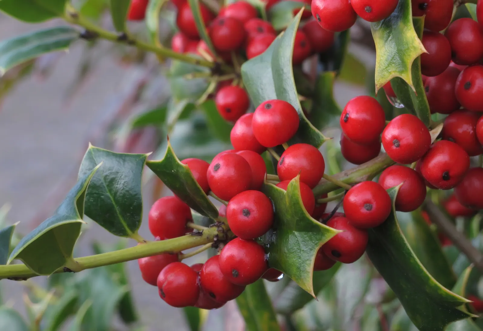 Chinese Holly (Ilex Cornuta) — This hardy plant prefers well-drained soil in full sun to part shade and is resistant to deer and drought