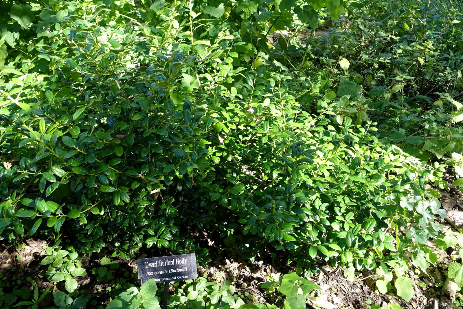 Chinese Holly (Ilex Cornuta) — The Chinese Holly thrives in USDA Hardiness Zones 7 through 9; plant your Chinese Holly in a location that receives full sun to