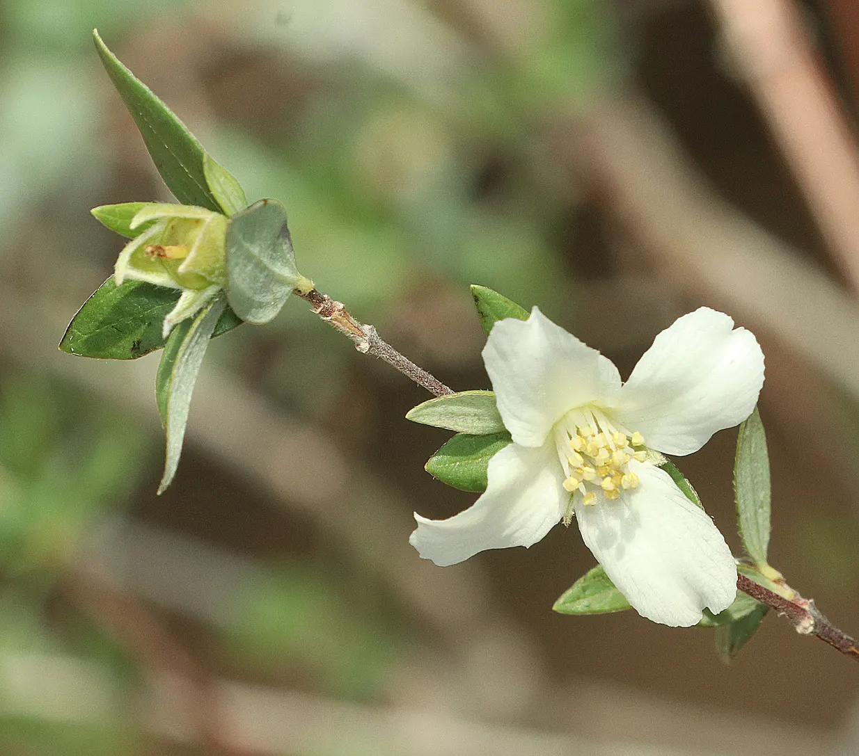 Desert Snow Mock Orange (Philadelphus 'Desert Snow') — The Philadelphus 'Desert Snow' is a cherished deciduous shrub, reaching 5-6 feet in height and spread