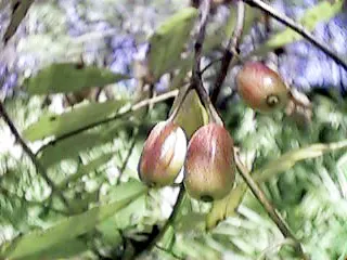 Ogeechee Tupelo (Nyssa Ogeche) — Noted for its brilliant red fall foliage
