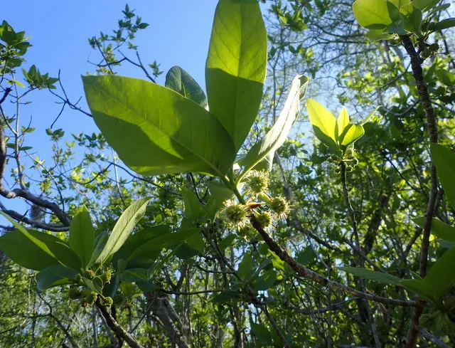 Ogeechee Tupelo (Nyssa Ogeche) — It thrives in full sun to partial shade, preferring moist, acidic soils