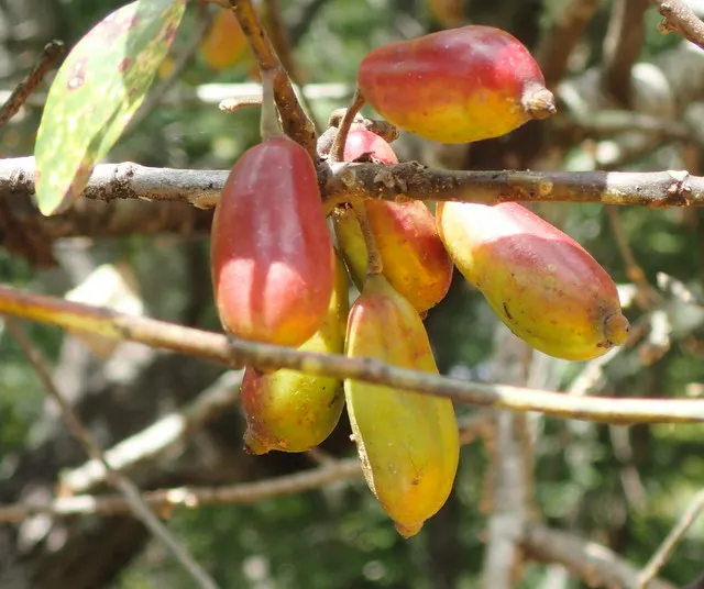 Ogeechee Tupelo (Nyssa Ogeche) — this low-maintenance tree is ideal for wet areas and rain gardens in zones 8-10