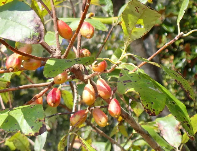 Ogeechee Tupelo (Nyssa Ogeche) — reaching heights of 30 ft with a spread of 20 ft