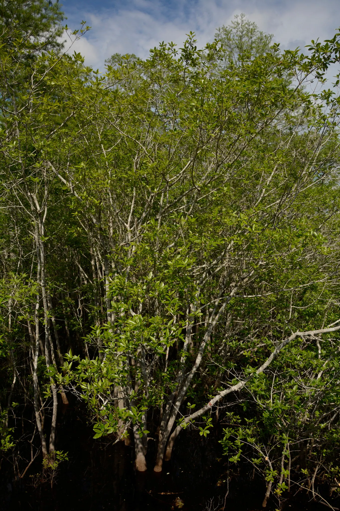 Ogeechee Tupelo (Nyssa Ogeche) — Spring brings clusters of fragrant, white flowers, followed by tart, red fruit, beloved by wildlife