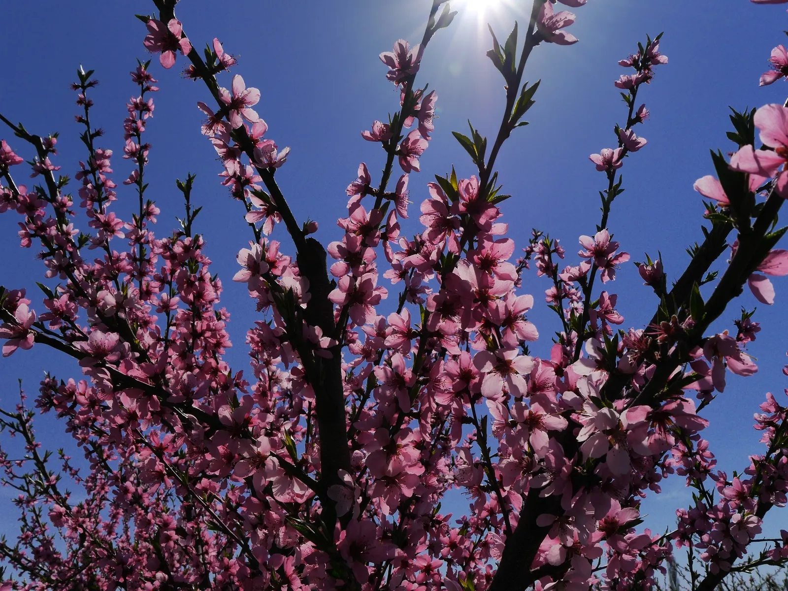 Nectarine (Prunus Persica Var. Nucipersica) — tree with pink blooms; the tree bears its hallmark: succulent