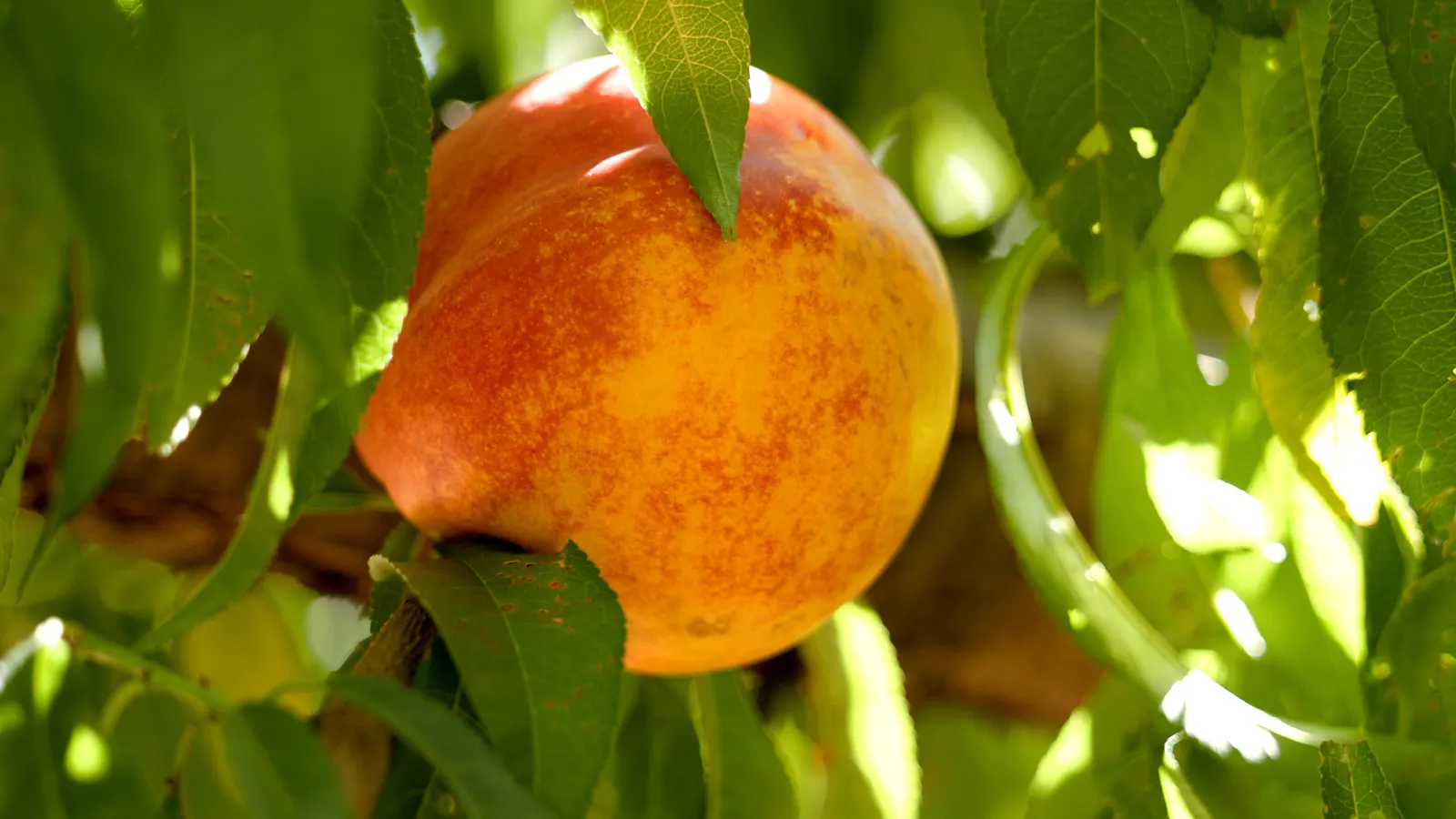Nectarine (Prunus Persica Var. Nucipersica) — tree for full