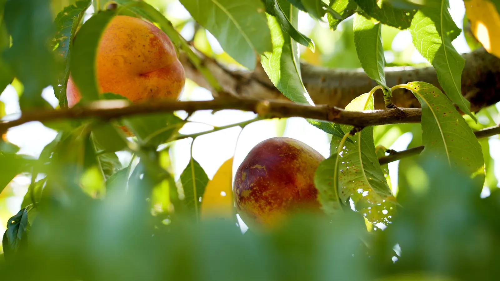 Nectarine (Prunus Persica Var. Nucipersica) — Note: they entail routine maintenance, including pruning and pest control