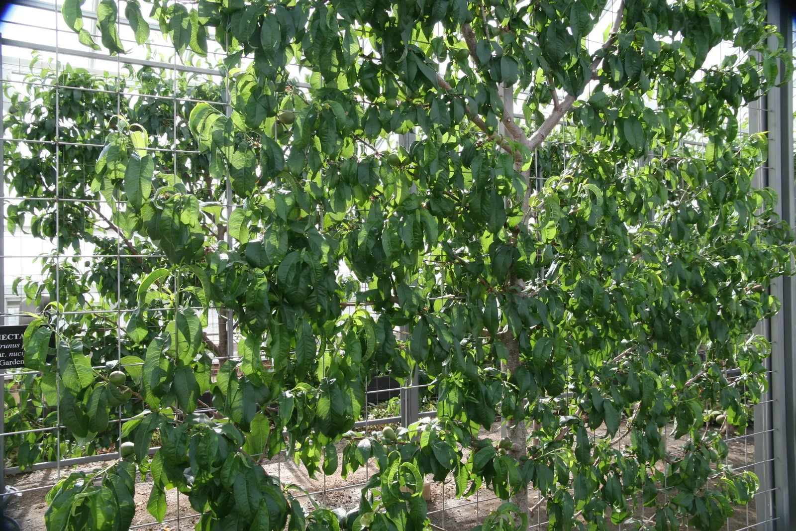 Nectarine (Prunus Persica Var. Nucipersica) — offering a dual purpose of ornamental beauty and edible fruit production; note: they entail routine, image 63