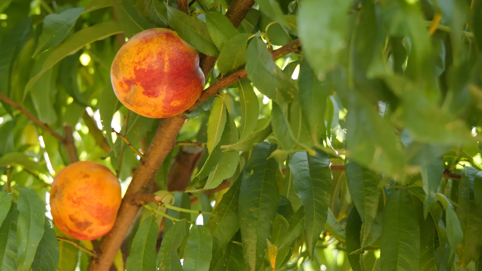 Nectarine (Prunus Persica Var. Nucipersica) — juicy flesh that is a favorite among homeowners.<br><br>When integrating the Nectarine into a landscape
