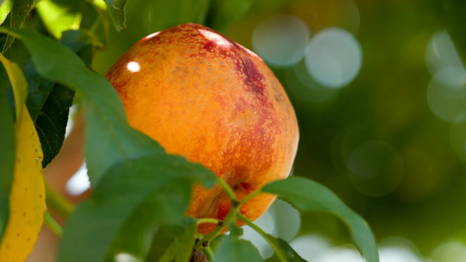 Nectarine (Prunus Persica Var. Nucipersica) — Its elegant foliage showcases lanceolate leaves that span about 3 to 6 inches long; juicy flesh that is a