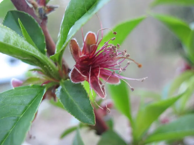 Nectarine (Prunus Persica Var. Nucipersica) — each flower being about three-quarters of an inch to one inch across