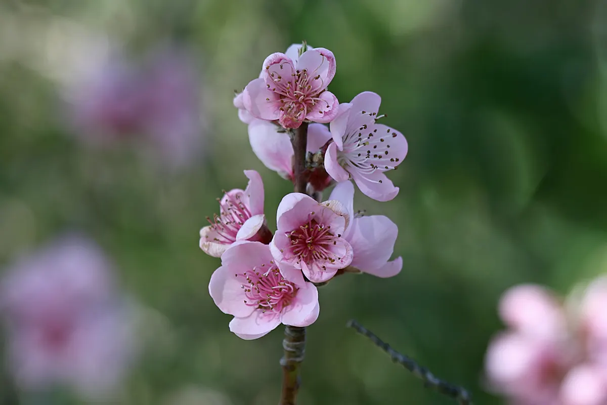 Nectarine (Prunus Persica Var. Nucipersica) — especially during fruit development, image 77