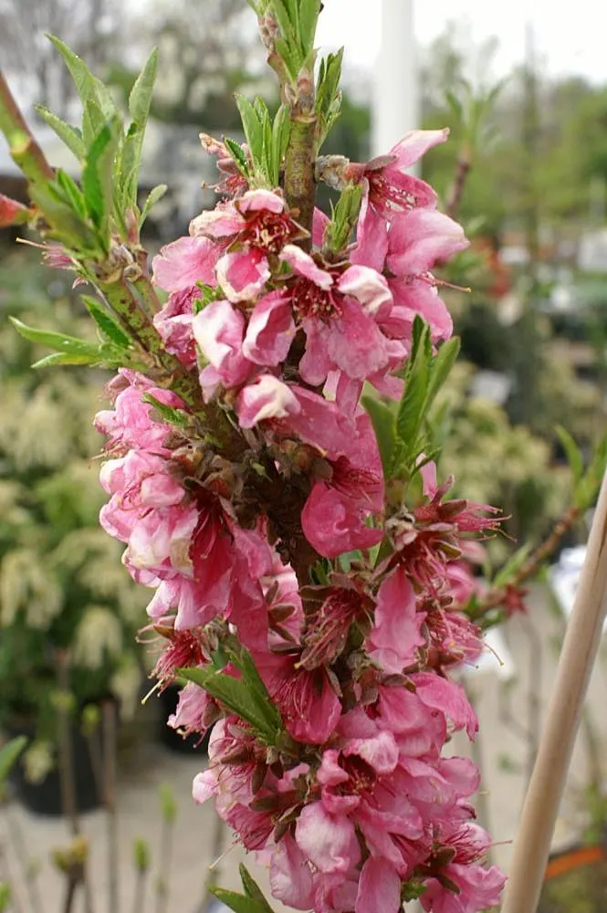Nectarine (Prunus Persica Var. Nucipersica) — the tree bears its hallmark: succulent; is a delightful addition to any landscape design