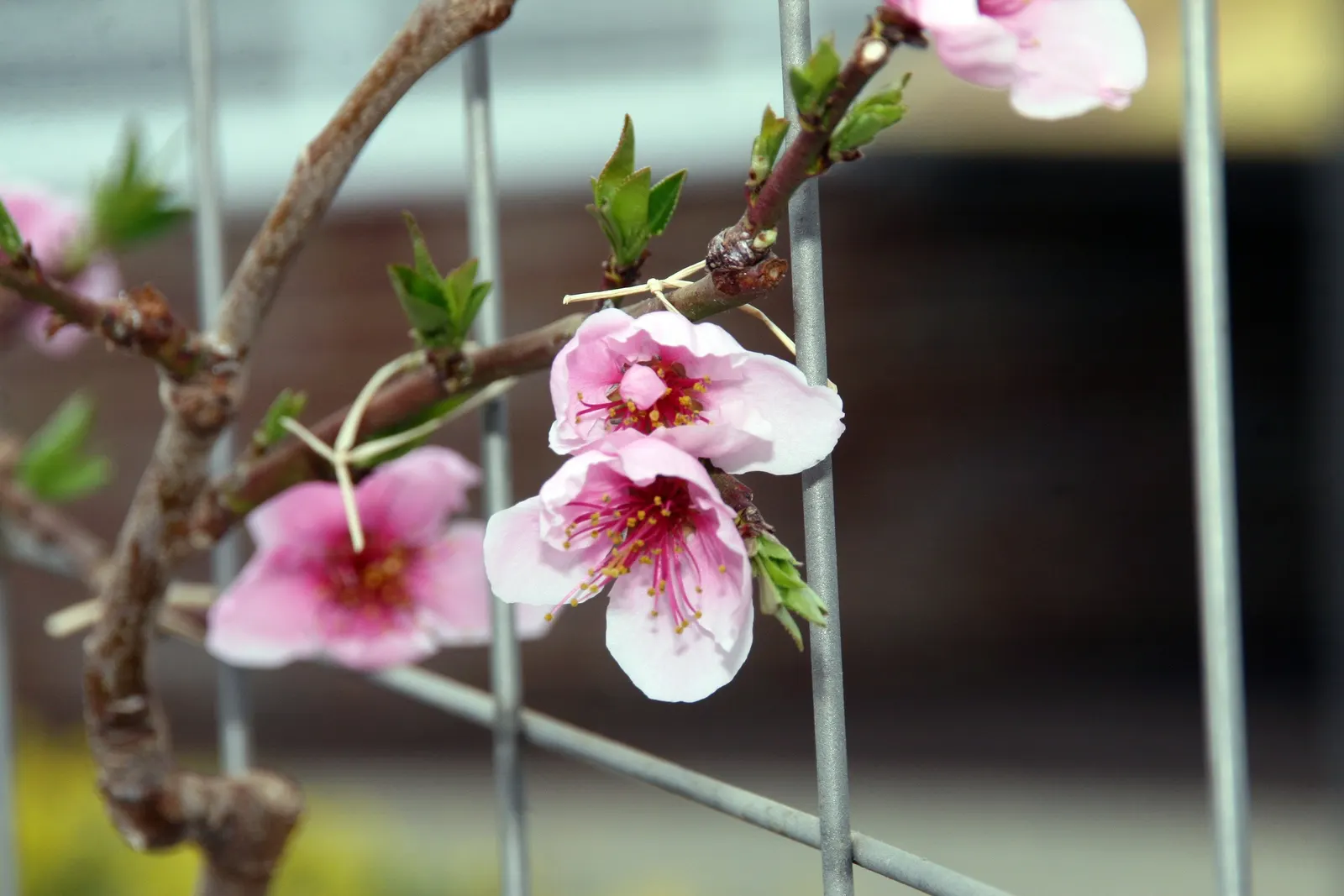 Nectarine (Prunus Persica Var. Nucipersica) — smooth-skinned fruits that distinguish it from its fuzz-covered peach relatives; each flower being, image 72