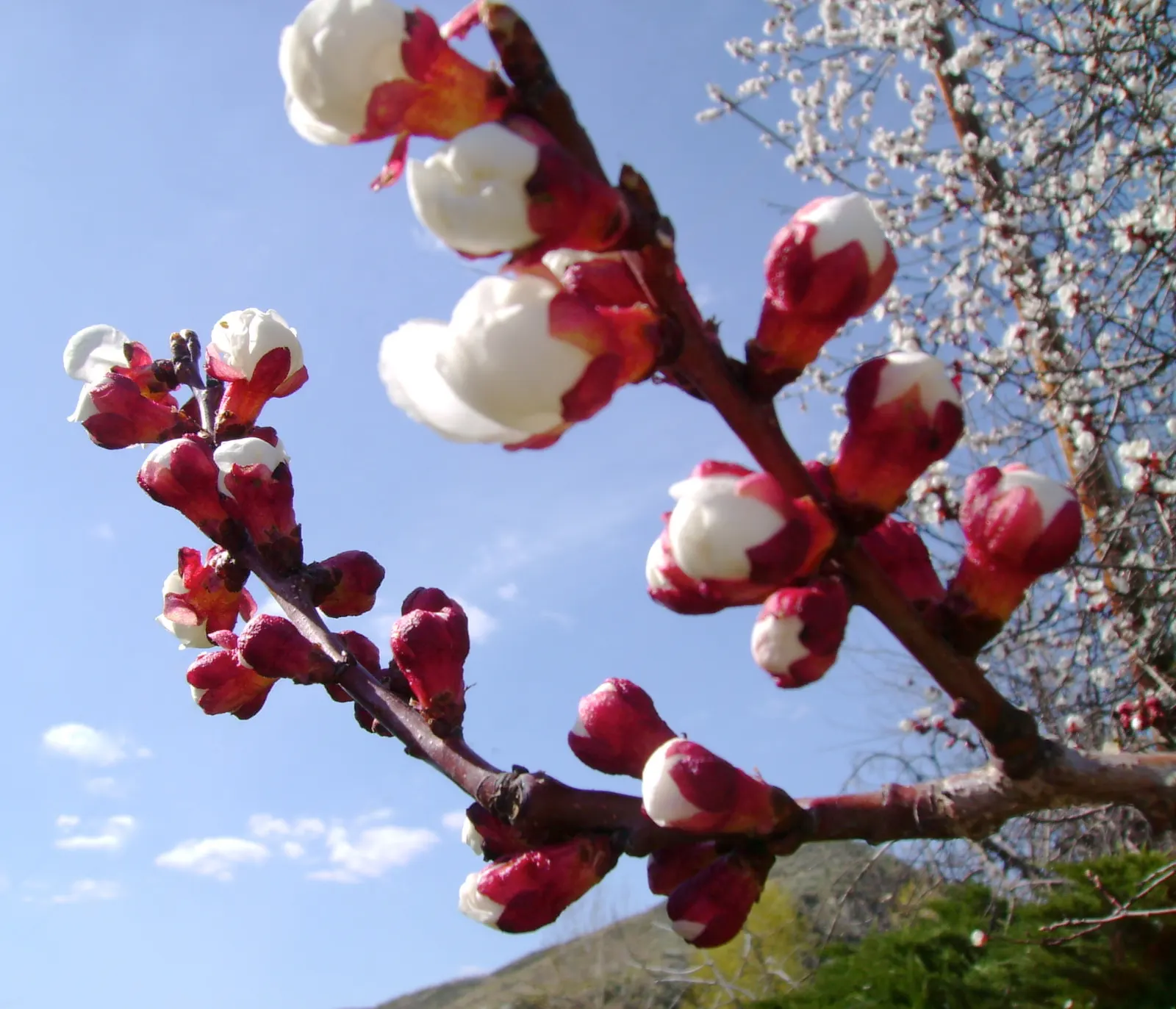 Nectarine (Prunus Persica Var. Nucipersica) — the Nectarine presents a captivating floral display of pink to white blossoms