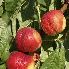 Nectarine (Prunus Persica Var. Nucipersica) — The Nectarine, Prunus persica var