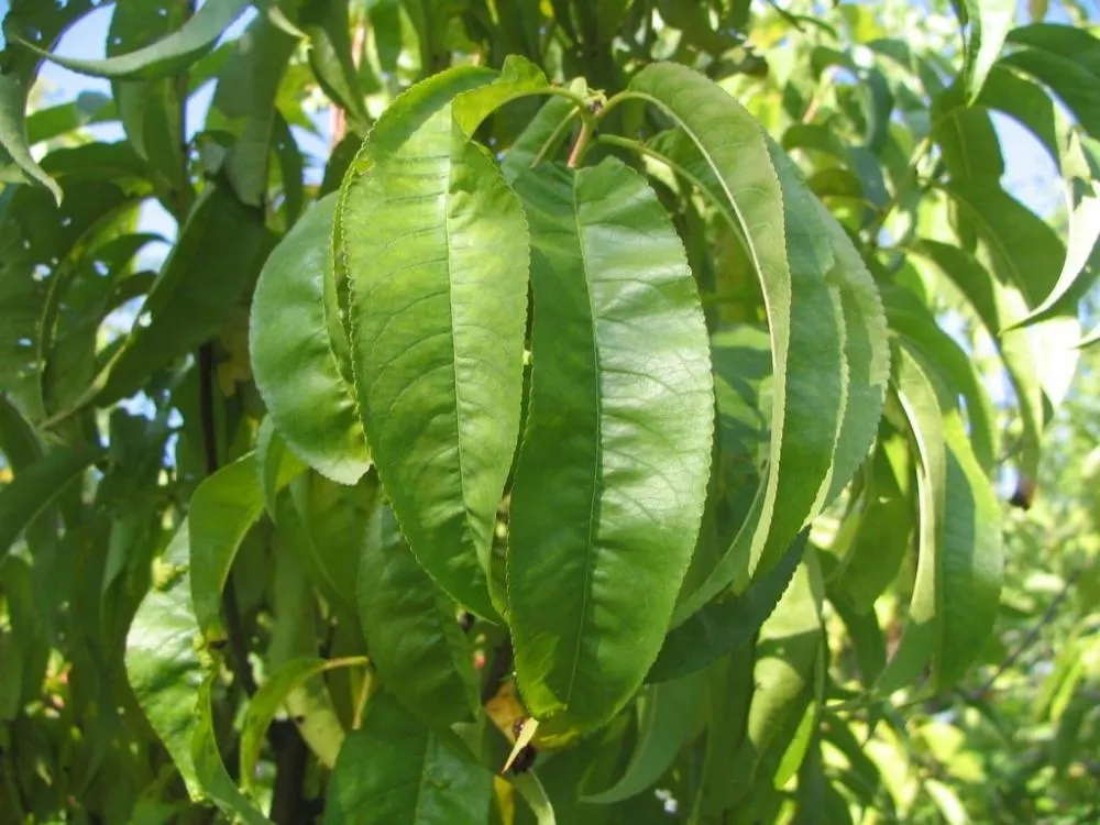 Nectarine (Prunus Persica Var. Nucipersica) — or purple before falling in autumn.<br><br>In spring; the Nectarine, botanically known as Prunus persica var