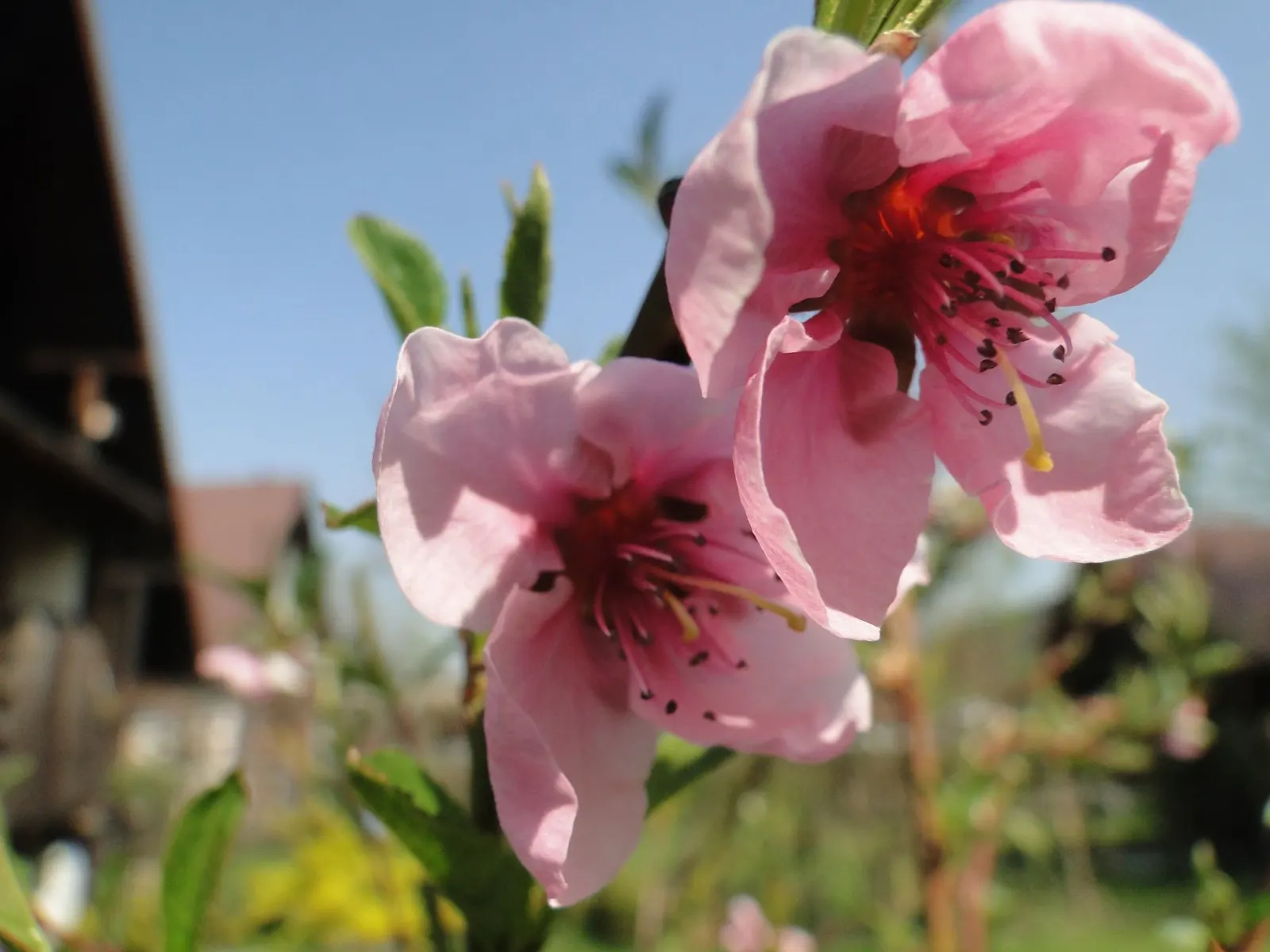 Nectarine (Prunus Persica Var. Nucipersica) — The Nectarine, botanically known as Prunus persica var; each nectarine can be approximately 2 to 3, image 61