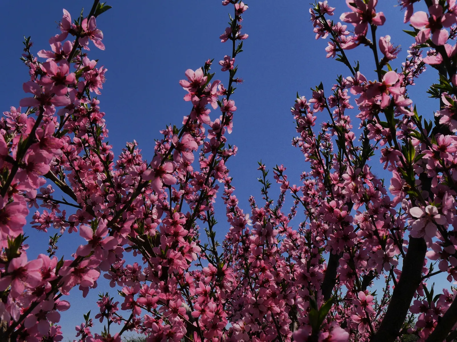 Nectarine (Prunus Persica Var. Nucipersica) — the Nectarine presents a captivating floral display of pink to white blossoms, image 68