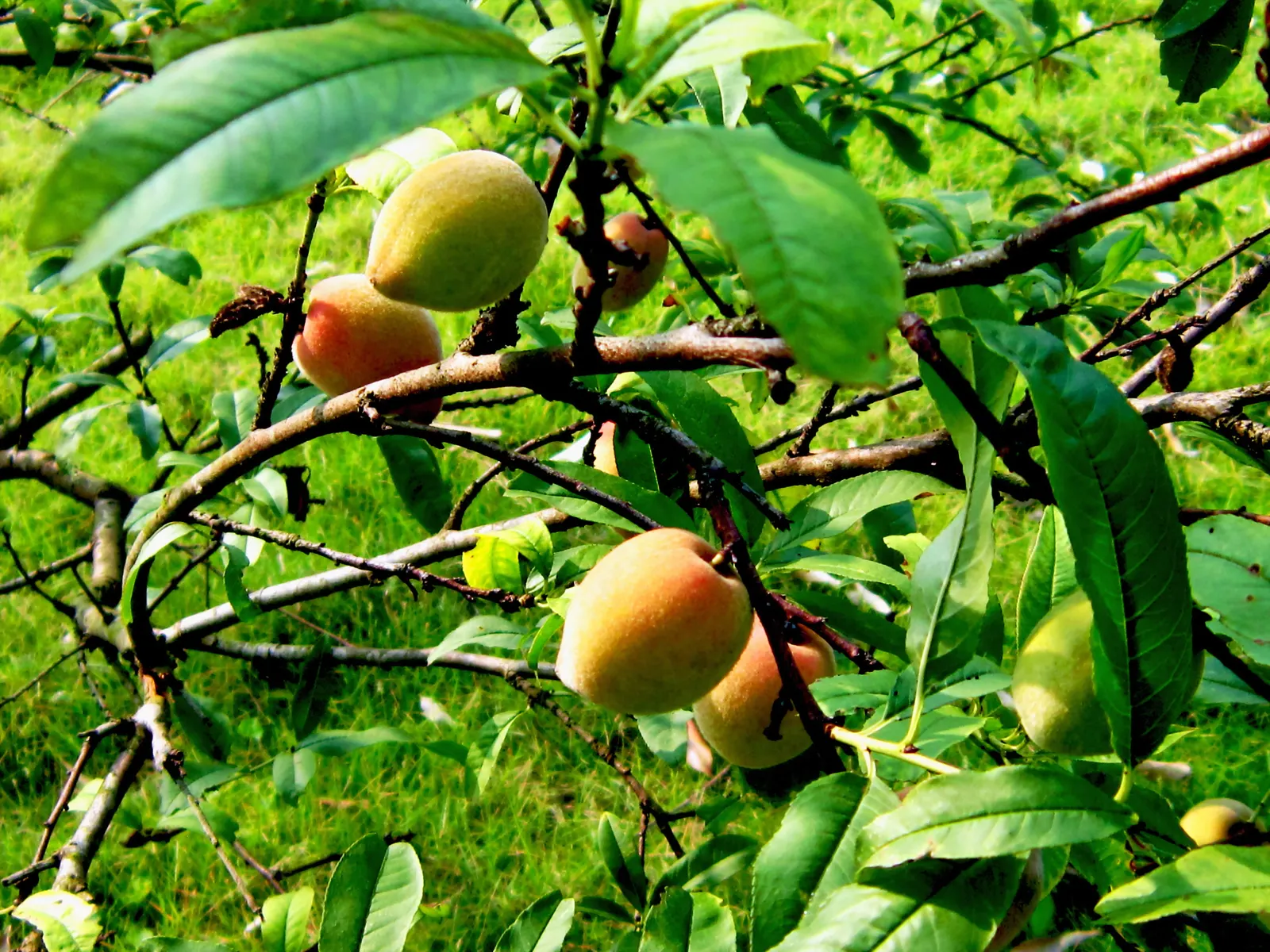Nectarine (Prunus Persica Var. Nucipersica) — smooth-skinned fruits that distinguish it from its fuzz-covered peach relatives; each flower being about