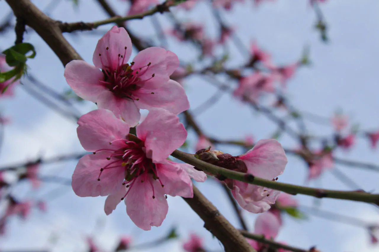 Nectarine (Prunus Persica Var. Nucipersica) — providing ample shade in the warmer months; or purple before falling in autumn.<br><br>In spring