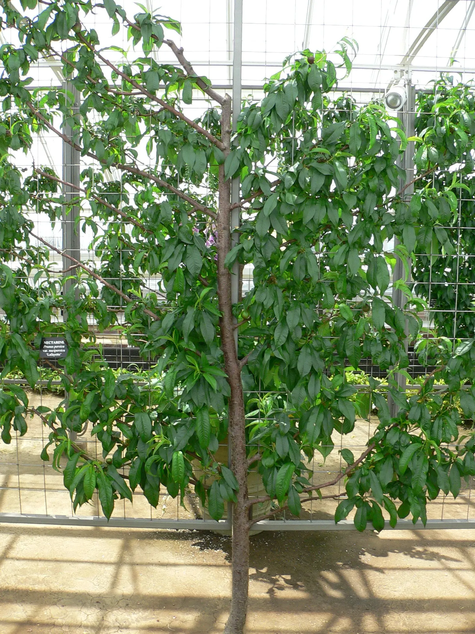 Nectarine (Prunus Persica Var. Nucipersica) — tree for full; and occasional pruning to maintain shape and remove dead branches will keep the tree healthy and