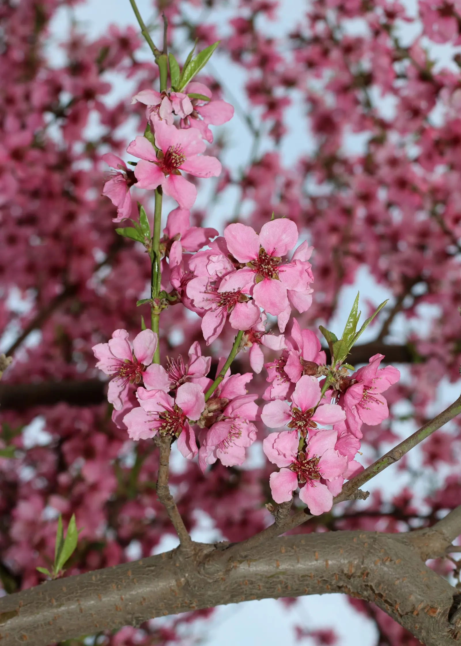 Nectarine (Prunus Persica Var. Nucipersica) — Note: they entail routine maintenance, including pruning and pest control; with a strikingly serrated margin and