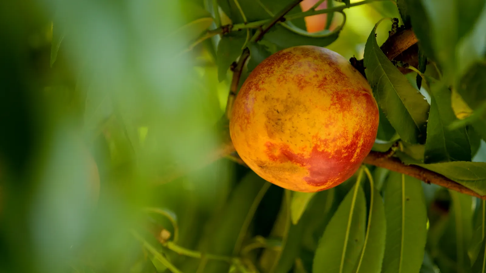 Nectarine (Prunus Persica Var. Nucipersica) — These blooms not only add a splash of color but also attract pollinators to the garden; the Nectarine, Prunus