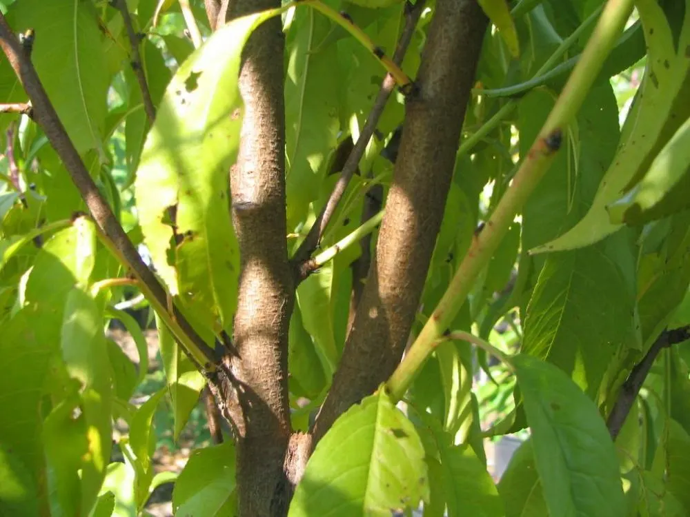 Nectarine (Prunus Persica Var. Nucipersica) — and occasional pruning to maintain shape and remove dead branches will keep the tree healthy and, image 78